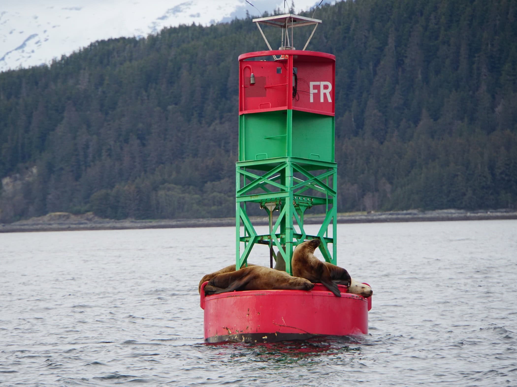 Juneau Sea Lions - Image by Holidays Beckon