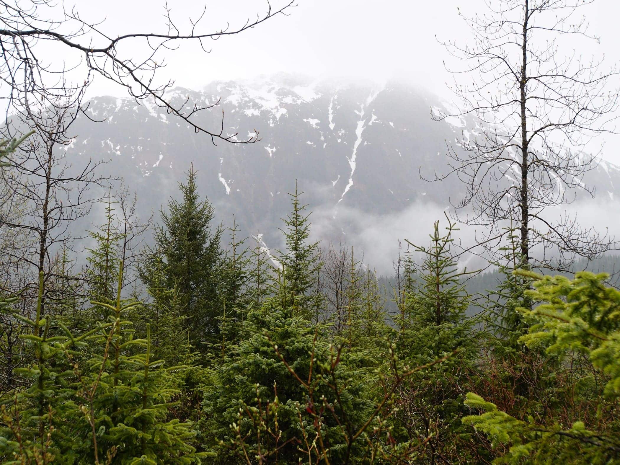 Mendenhall Rainforest Juneau - Image by Holidays Beckon