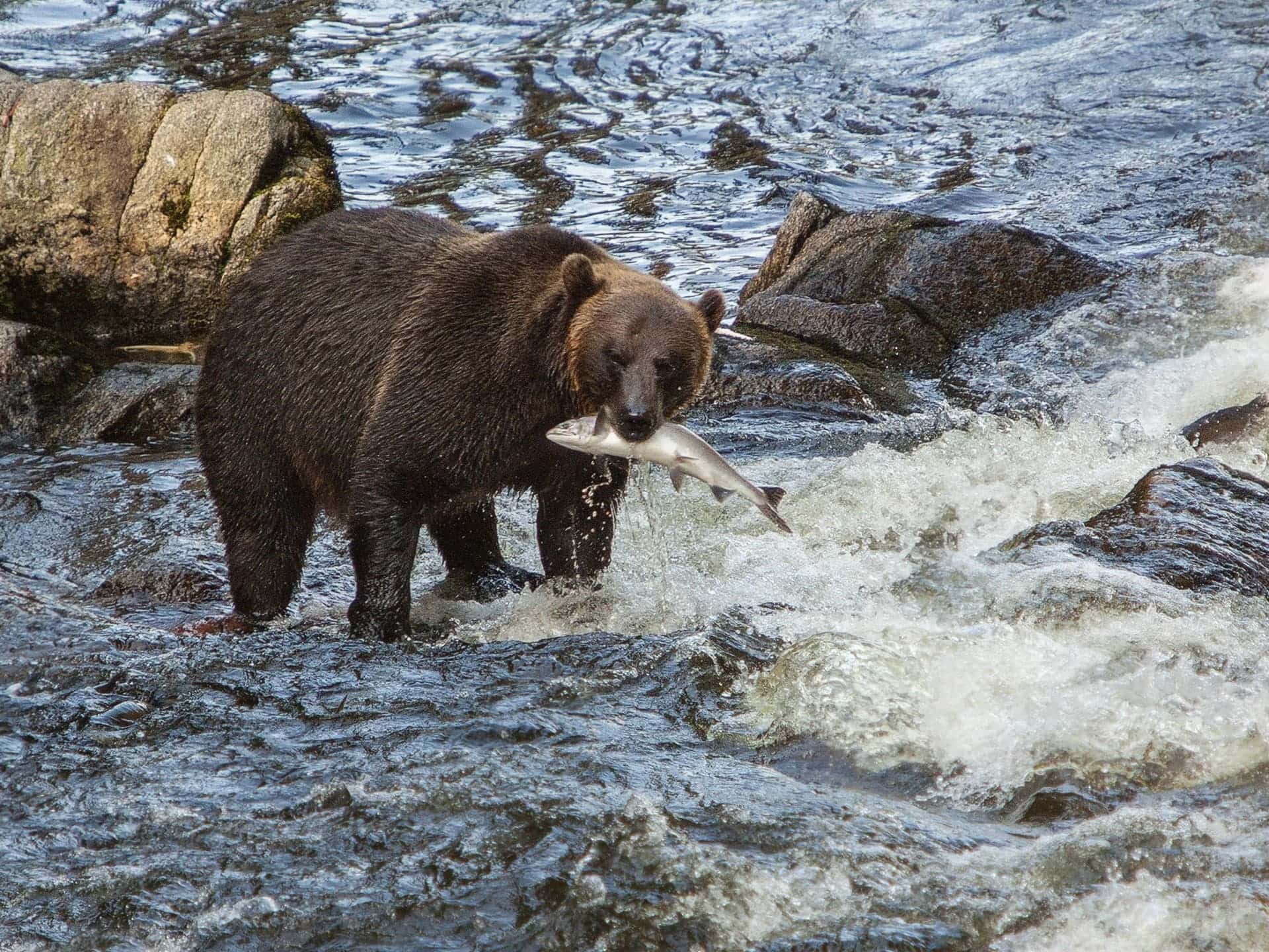 Bear - Image by lynne from Pixabay