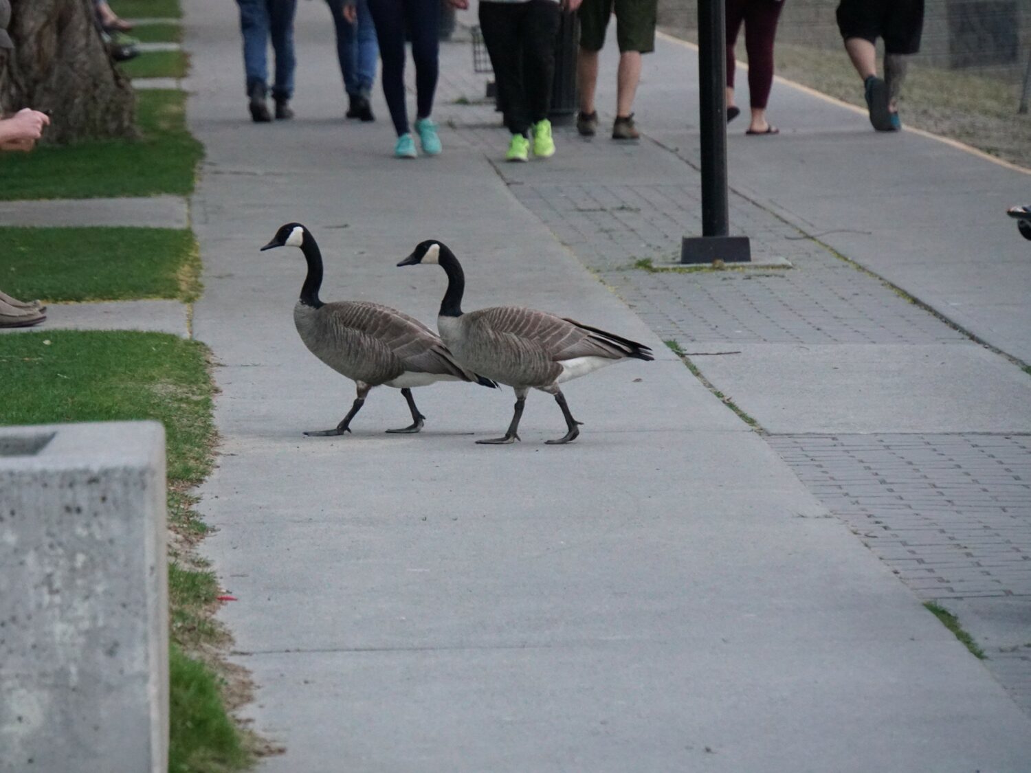Kamloops Wildlife Crossing - Image by Holidays Beckon