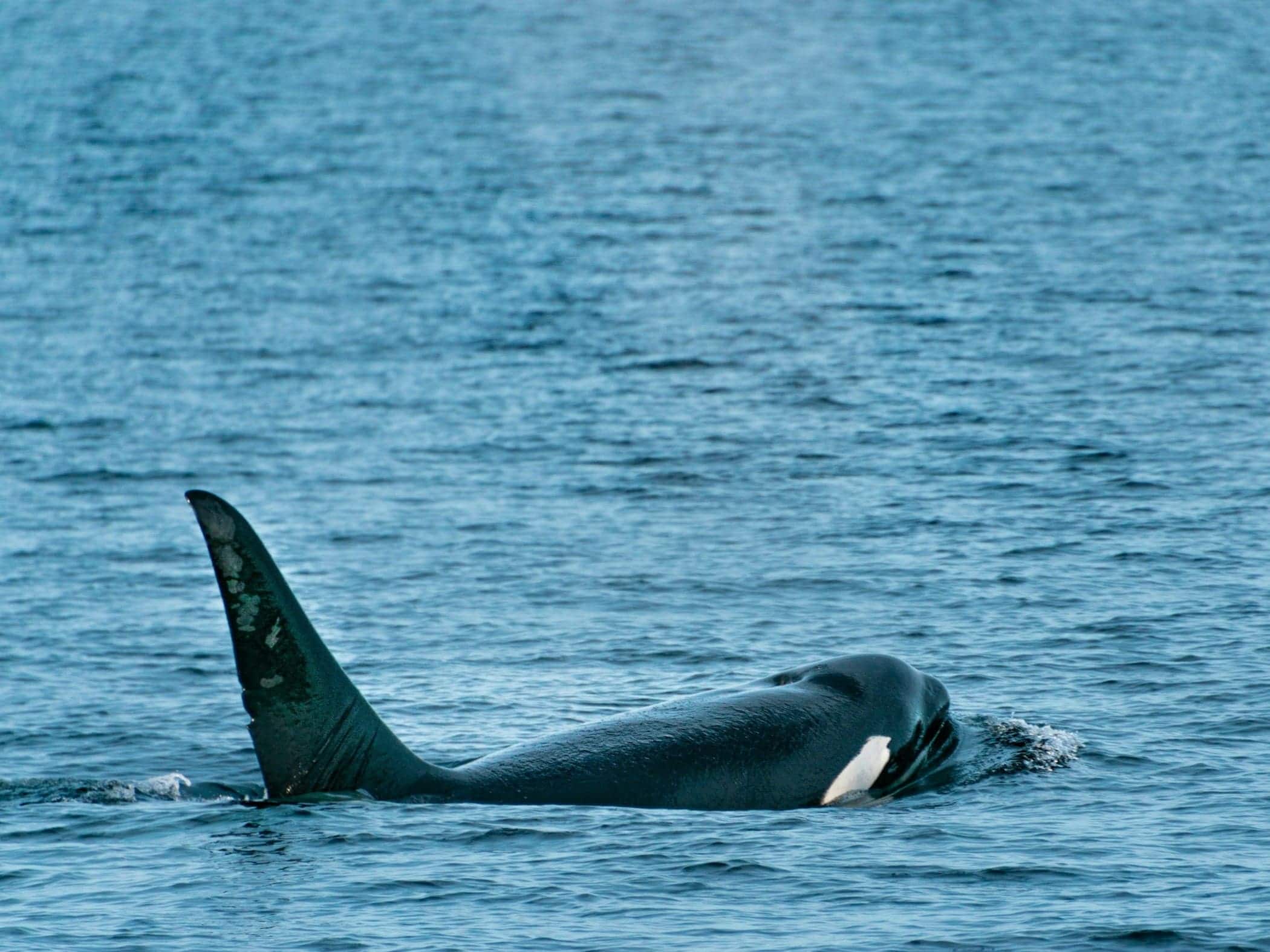 Whale Victoria BC Canada - Image by Farzn Dehbashi on Unsplash