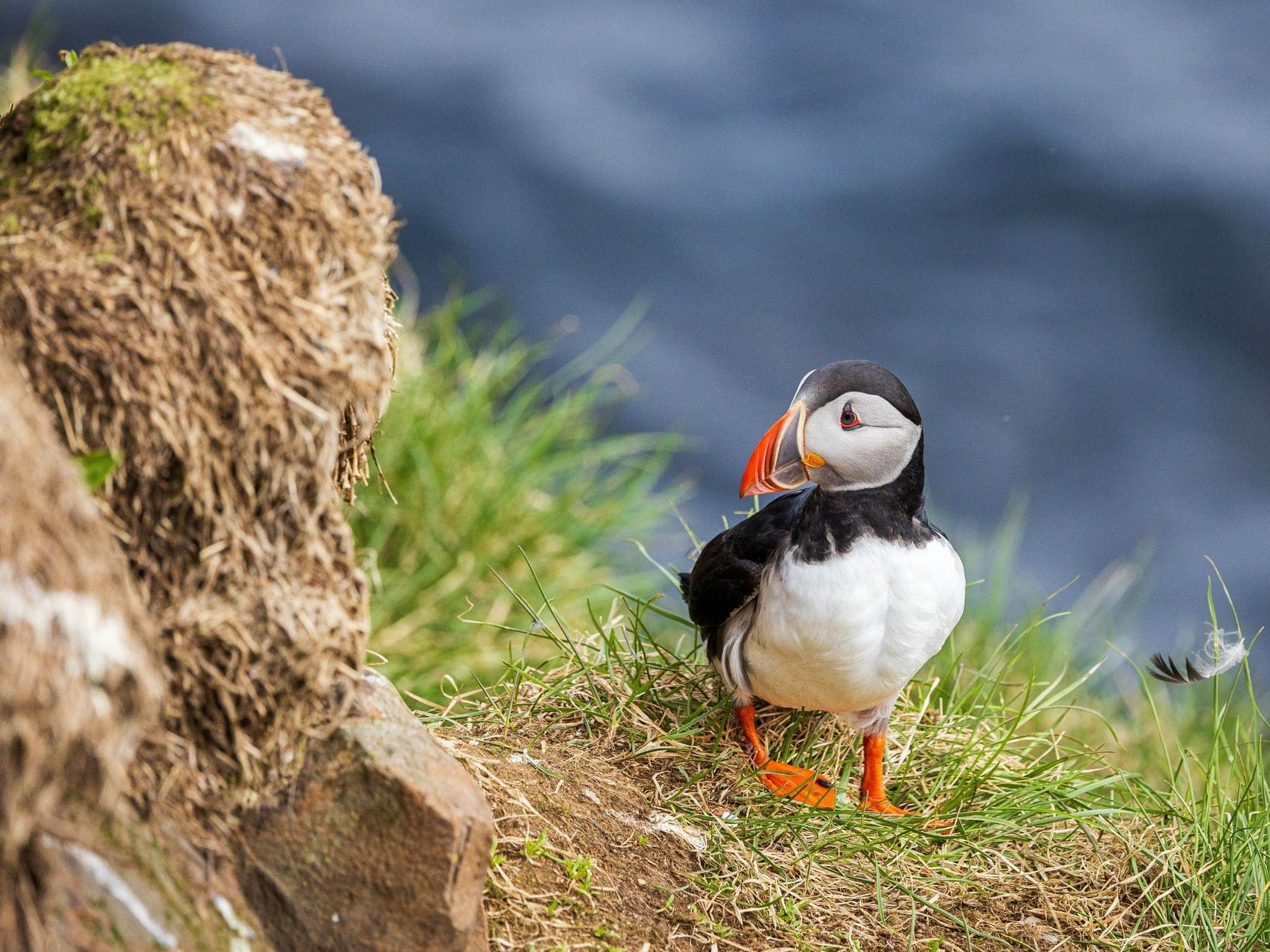 Puffin Bakkageroi Iceland - Image by Ben Lande on Unsplash