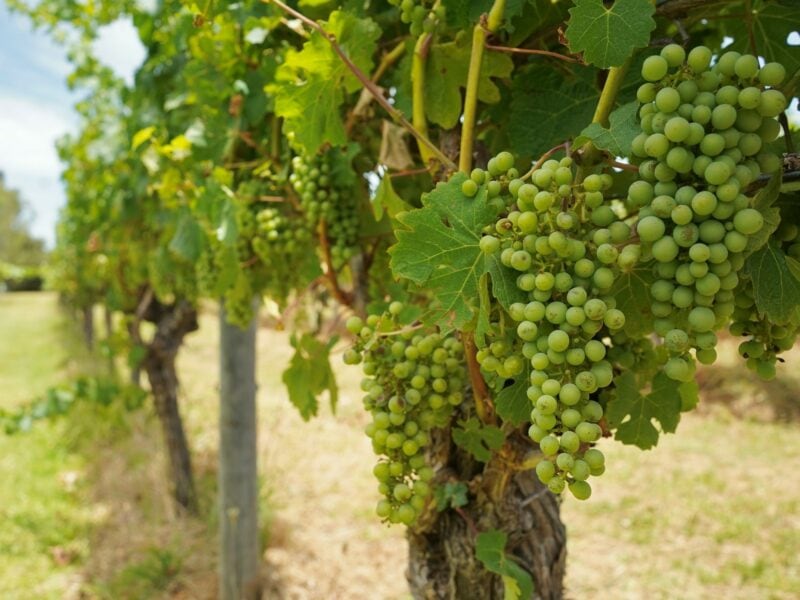 Margaret River - Image by Hailey Tong on Unsplash